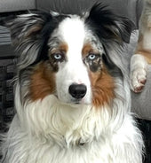 Hondo