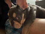 Coco