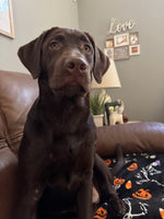 Harley