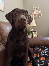 Harley