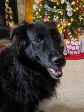 Kona