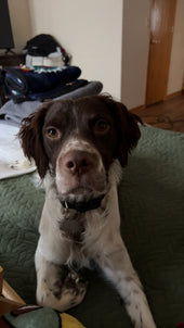 Stetson
