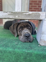 Stella