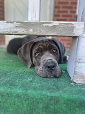 Stella