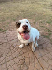 Duke