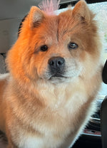 Bella