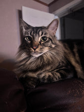 Luca