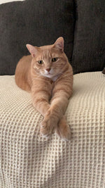 Tigger 