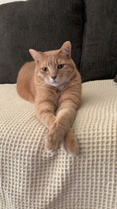 Tigger 
