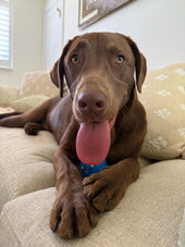 Roscoe 