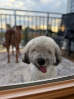 Oliver 