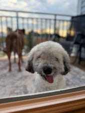 Oliver 