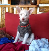 Spock