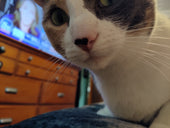 Pebbles