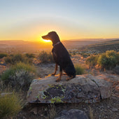 Dixie 