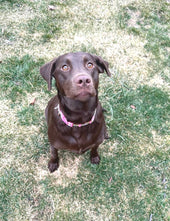 Roxy