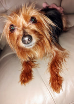 Lucy Ann 