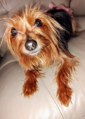 Lucy Ann 