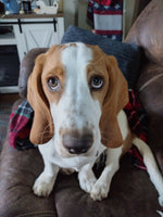 Finnegan 