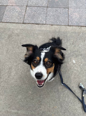 Suzie