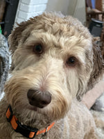 Wicket