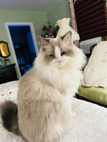 Cleo