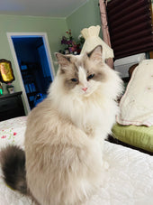 Cleo