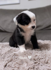 Raven Mogollita