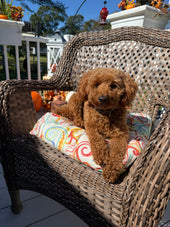 Gracie 