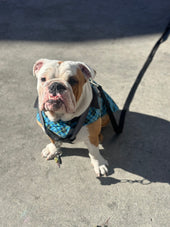 Milo