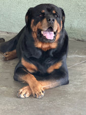 Bruno
