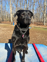 Baloo