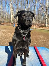 Baloo