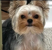 Daisy 