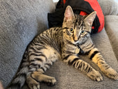 Milo