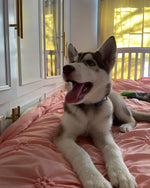 Amethyst Anastasia Pawl-Navarrete 