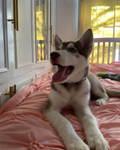 Amethyst Anastasia Pawl-Navarrete 