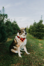 Hazel