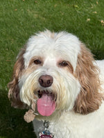 Maisy