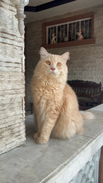 Mojo