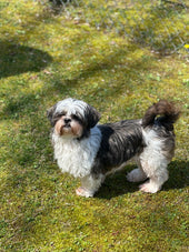 Molly