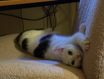 Mau