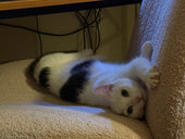 Mau