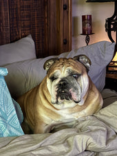 HANK