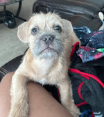 Scrappy 