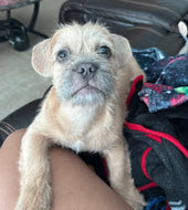 Scrappy 