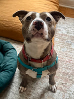Gus