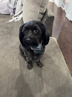 Millie