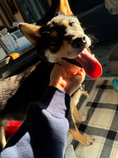 Miko
