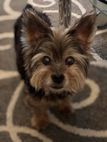 Toby
